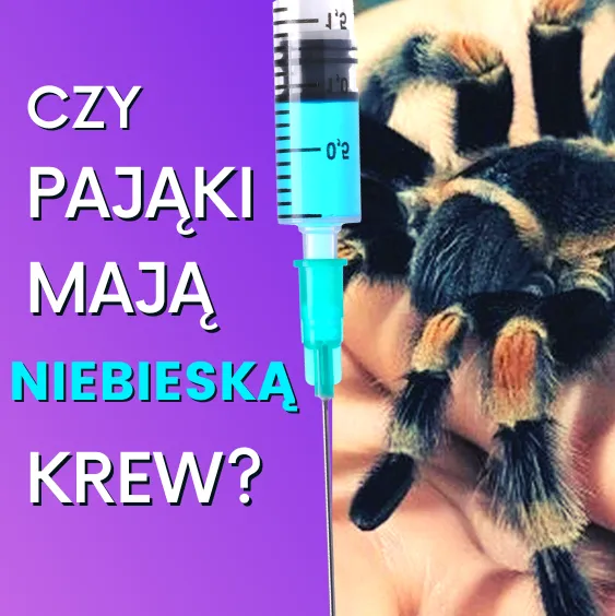 Zdjęcie Czy ptaszniki żyją w Polsce? Odkryj prawdę o tych pająkach