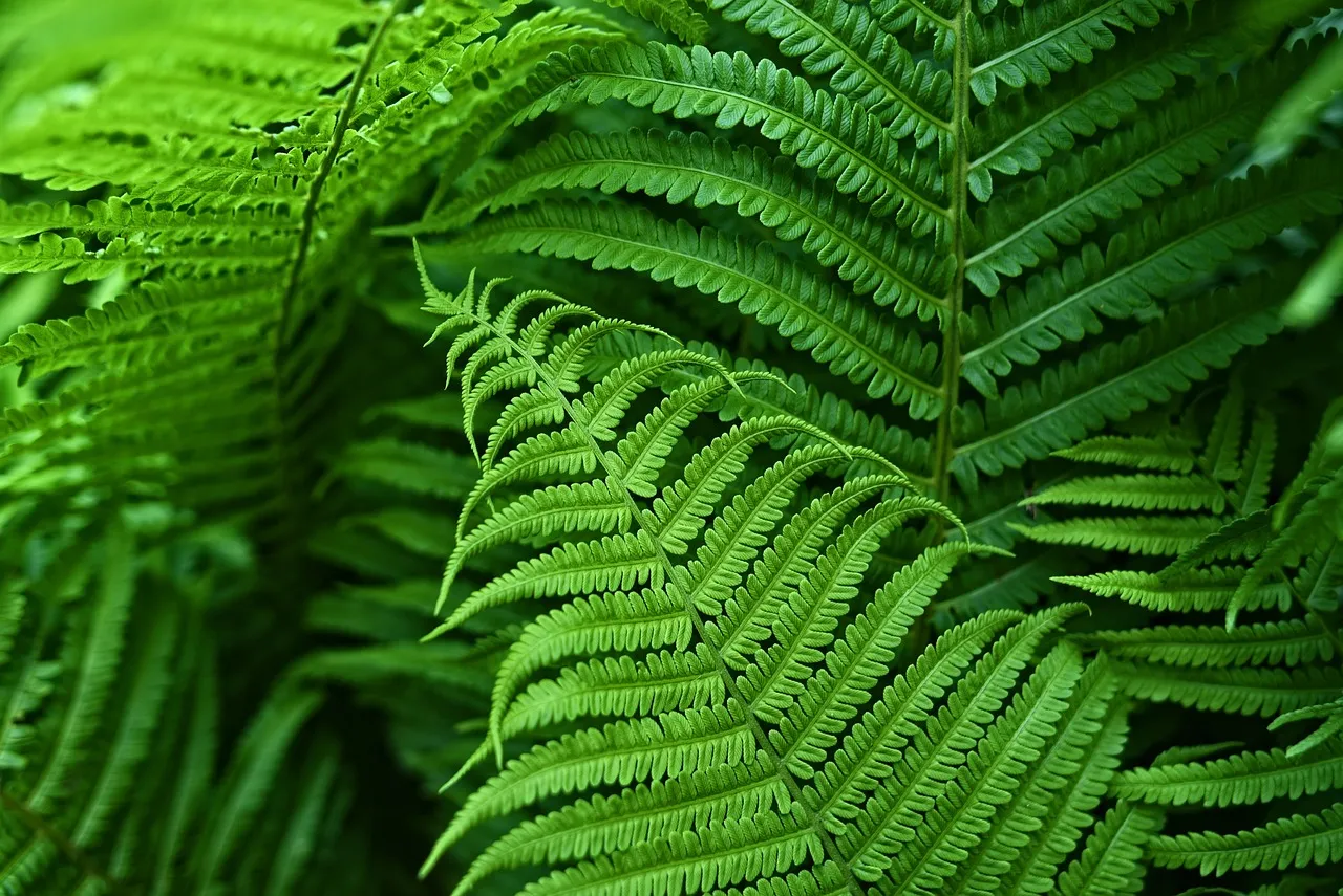 Zdjęcie Jakich roślin nie lubią kleszcze? Odkryj naturalne repelenty do ogrodu