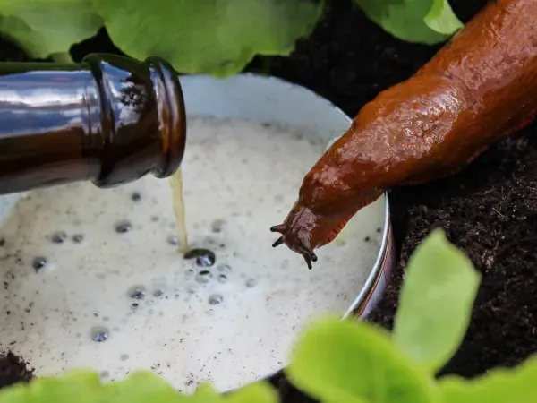 Zdjęcie Jak zwalczyć ślimaki w ogrodzie? Skuteczne metody i porady