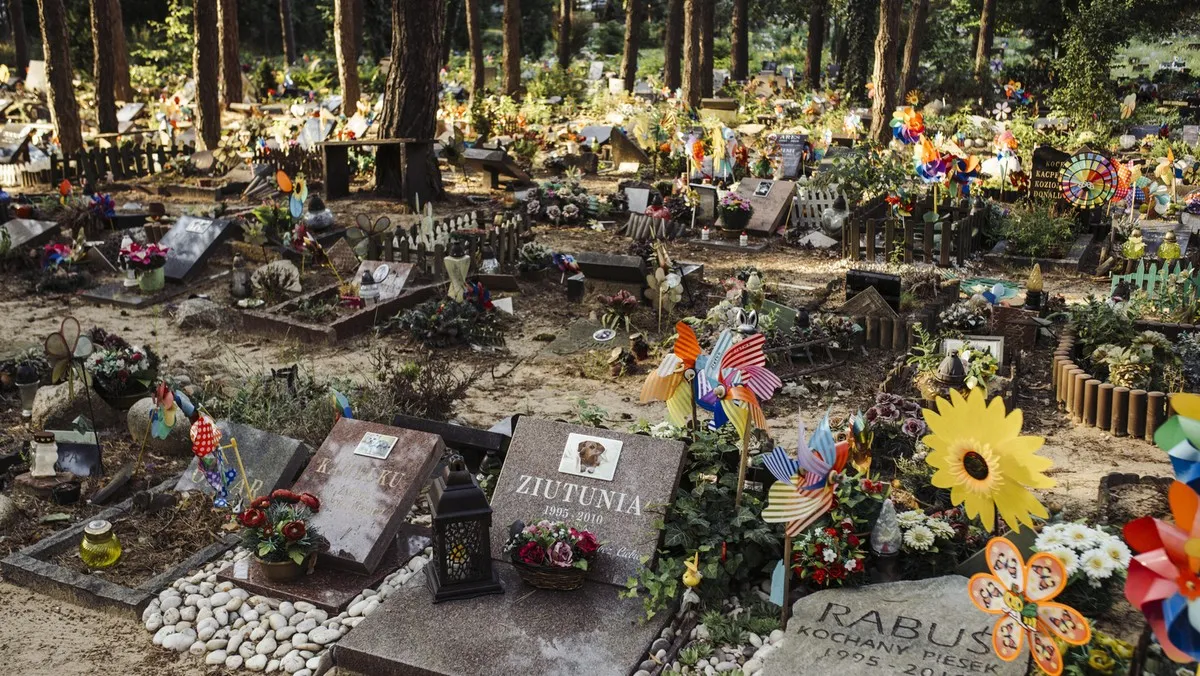 Zdjęcie Cmentarz dla zwierząt horror: przerażające tajemnice i konsekwencje