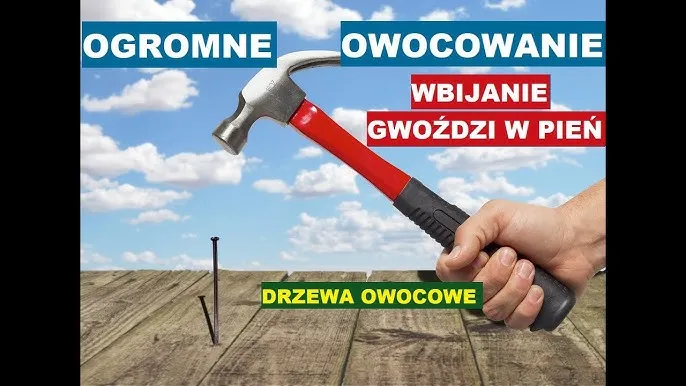 Zdjęcie Czy można wbijać gwoździe w drzewo? Sprawdź, jak to wpłynie na zdrowie drzew