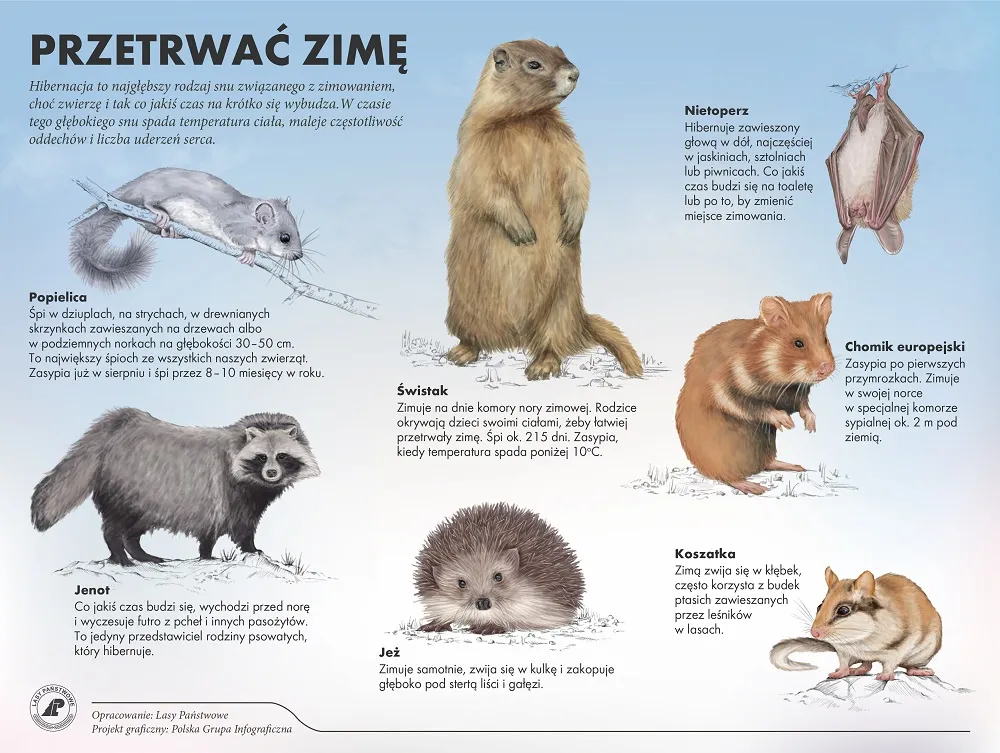 Zdjęcie Zwierzęta które zasypiają na zimę – ciekawostki i zabawy dla przedszkolaków