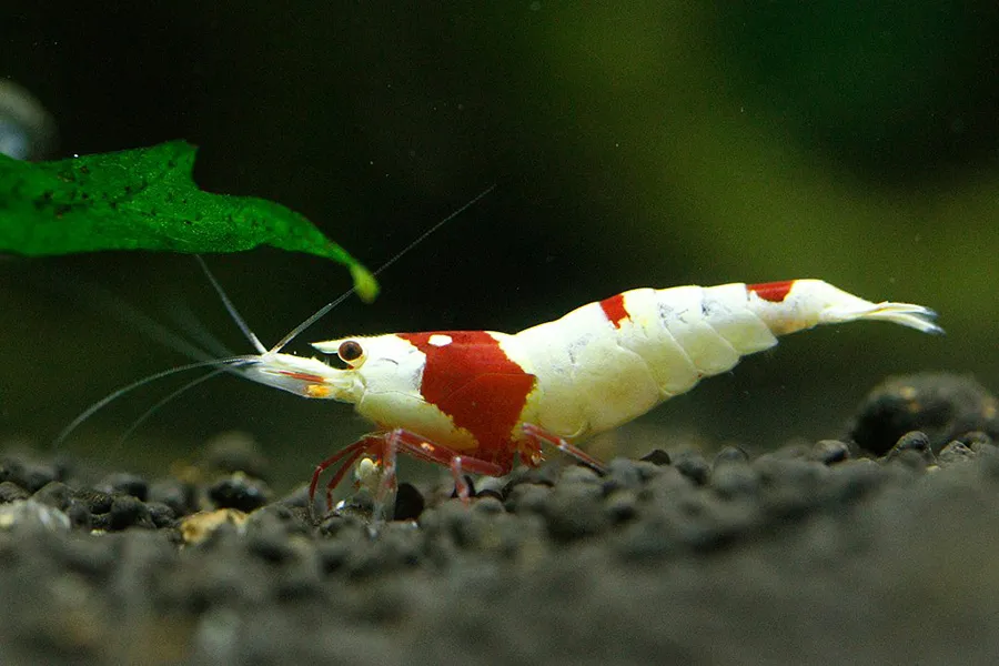 Zdjęcie Cuidados esenciales para gambas acuario: tipos, mantenimiento y más
