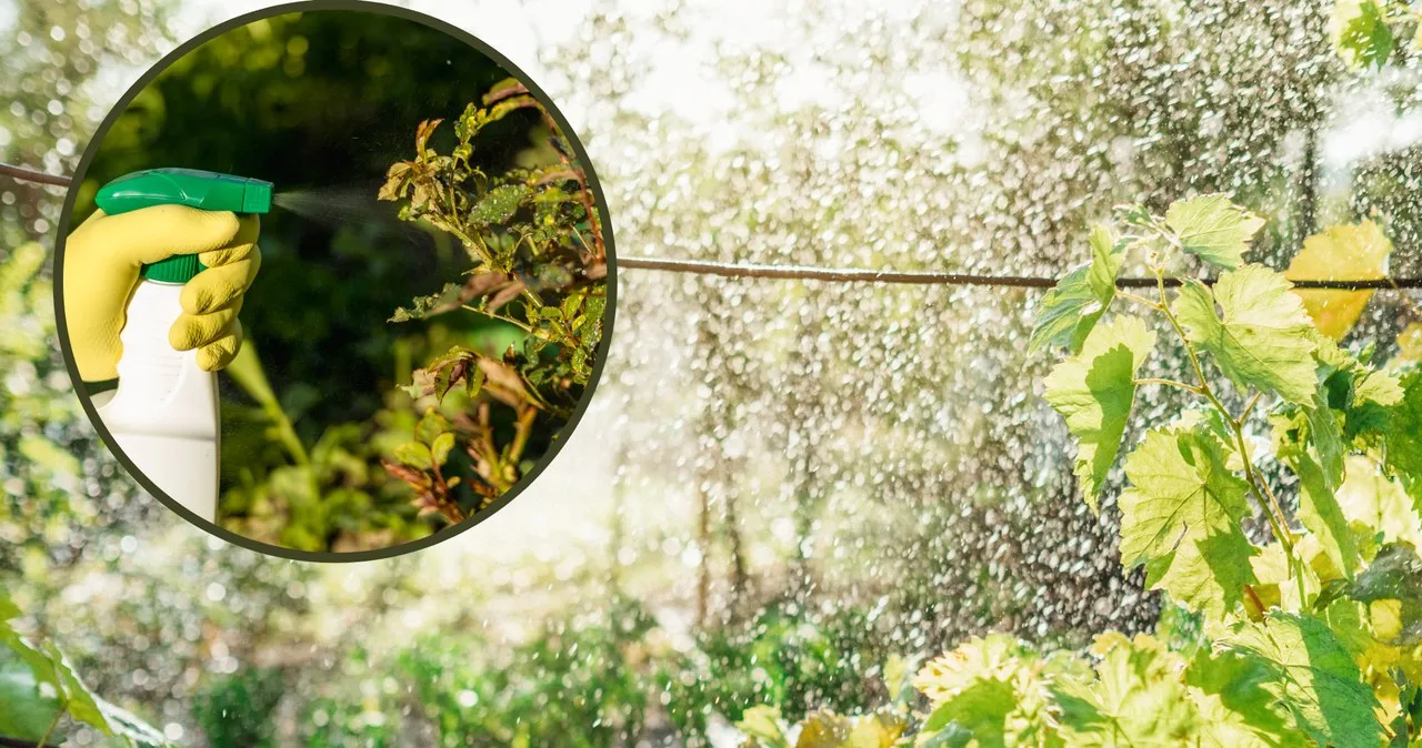 Zdjęcie Skuteczne opryskiwanie winogron: naturalne i chemiczne środki ochrony roślin