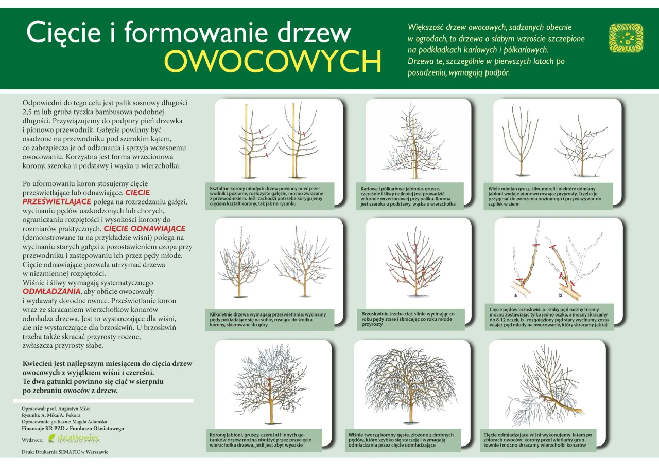 Zdjęcie Przycinanie drzew owocowych: Krok po kroku do zdrowych plonów