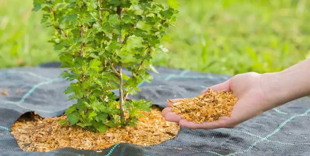 Zdjęcie Trociny w ogrodzie: Jak używać mądrze i bezpiecznie?