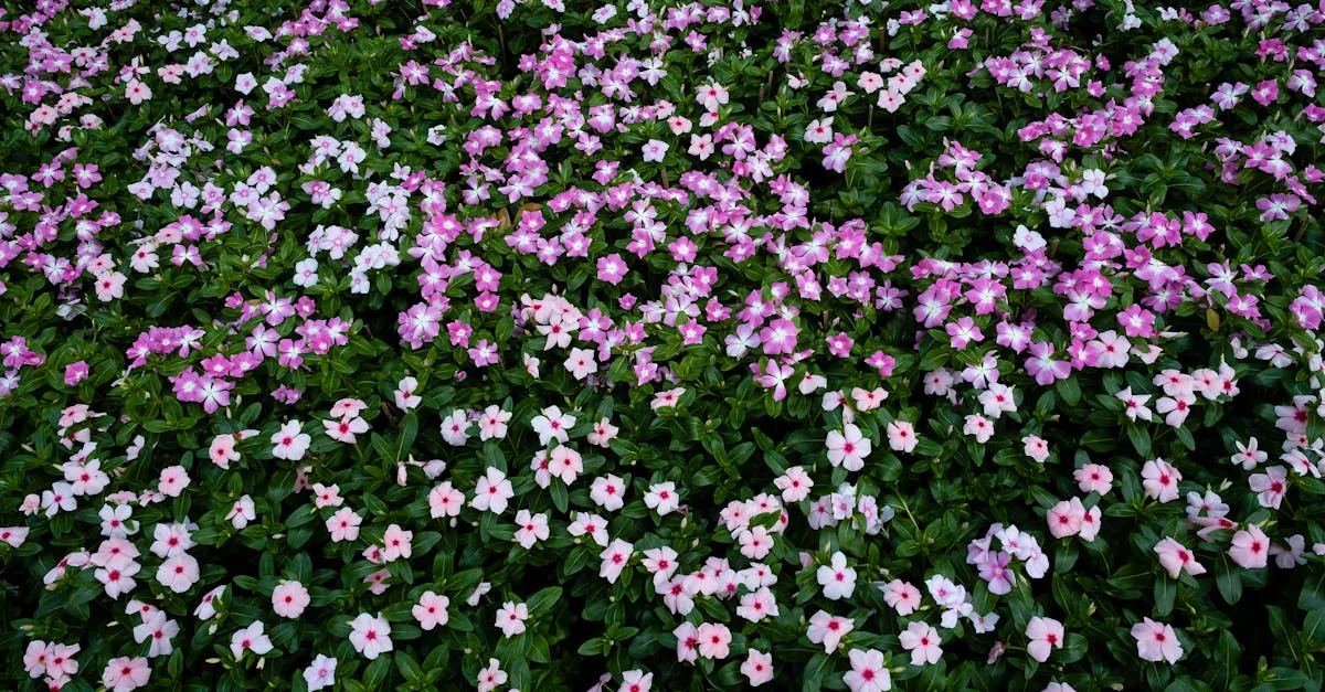 Zdjęcie Jakie są podstawowe elementy budowy tulipana w botanice?