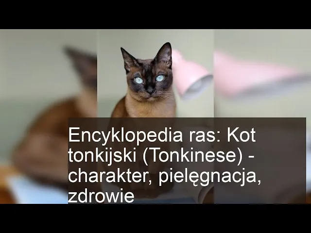 Zdjęcie Kocięta tonkijskie: jak je pielęgnować i uniknąć problemów zdrowotnych