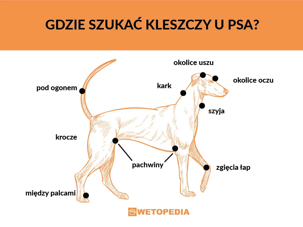 Zdjęcie Jak bezpiecznie wyciągać kleszcze u psa i uniknąć groźnych błędów