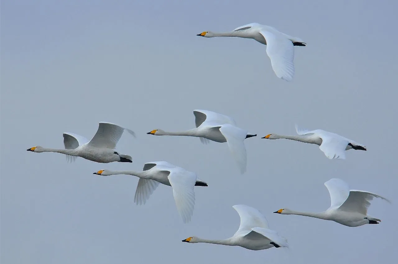 Zdjęcie Fascynujące miejsca gdzie zimują dzikie gęsi: poznaj szlaki ich wędrówek