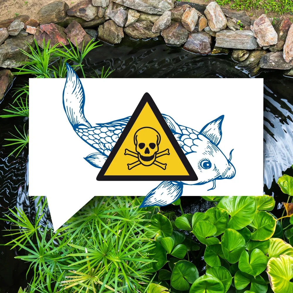 Zdjęcie Was passiert mit toten Fischen im Teich? Folgen für die Wasserqualität