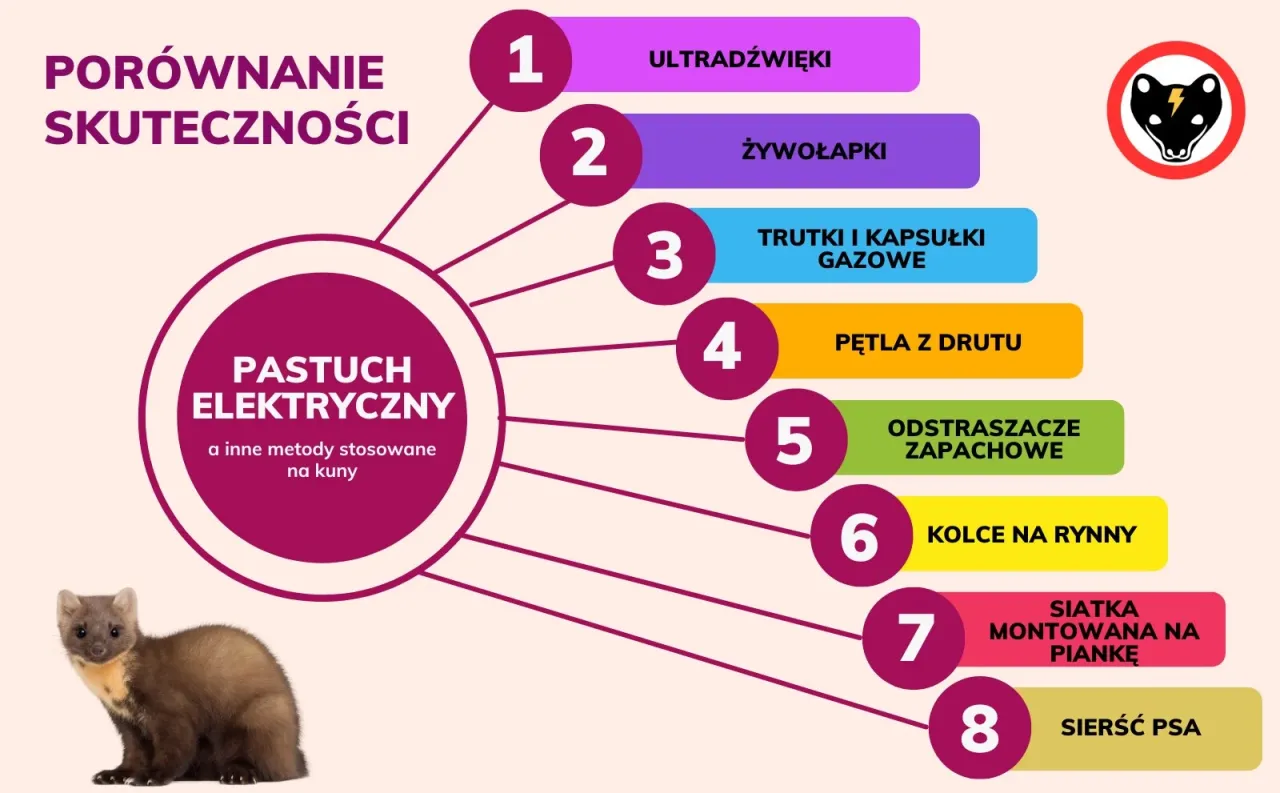 Zdjęcie Jak skutecznie usunąć kuny z poddasza: 5 sprawdzonych metod