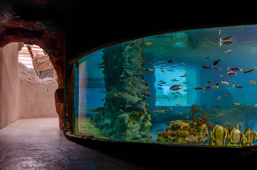Zdjęcie Afrykarium Wrocław - odkryj niezwykłe życie morskie i godziny otwarcia