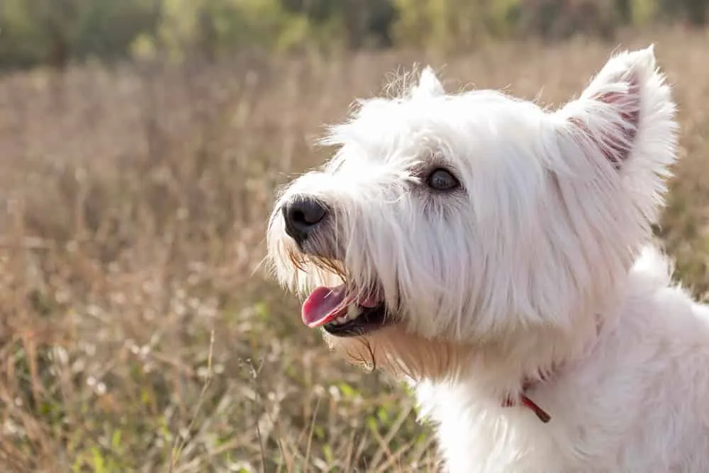 Zdjęcie Czy west highland white terrier gubi sierść? Oto prawda o pielęgnacji