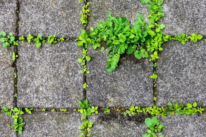 Zdjęcie Skuteczne sposoby usuwania mchu z kostki brukowej - poradnik