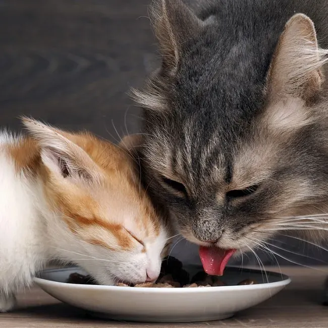 Zdjęcie Was essen Katzen gerne? Die besten Futteroptionen für Ihre Katze
