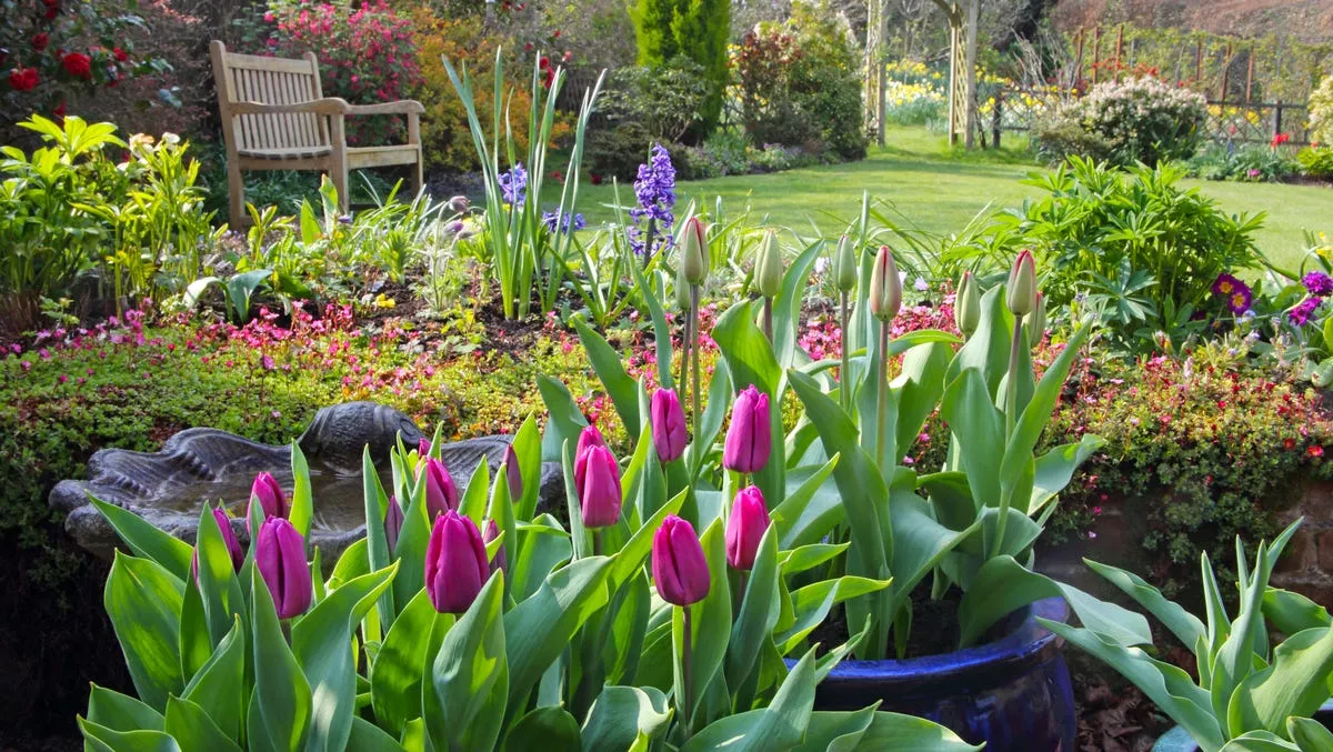 Zdjęcie Los mejores arbustos con flores moradas para embellecer tu jardín