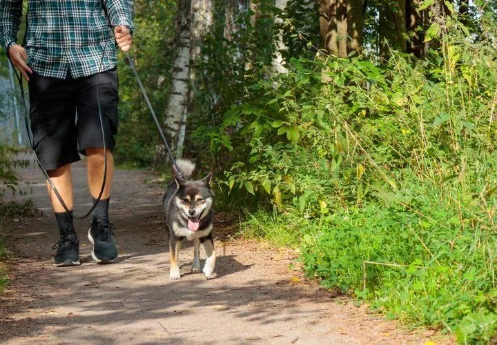 Zdjęcie Gdzie z psem na spacer w Śląsku? Odkryj najlepsze miejsca dla psów