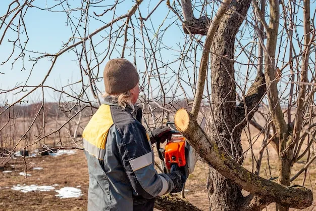 Zdjęcie Co z wycinka drzew? Skutki dla środowiska i przepisy prawne