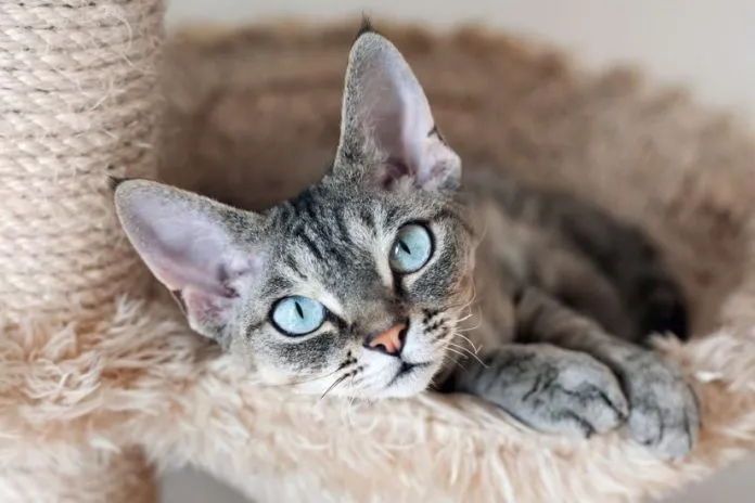 Zdjęcie Jak prawidłowo dbać o Devon Rex - kluczowe porady pielęgnacyjne