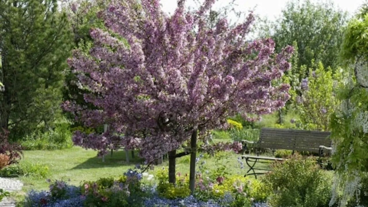 Zdjęcie Jakie drzewa do ogrodu? Wyb&oacute;r, gatunki i porady ekspertki