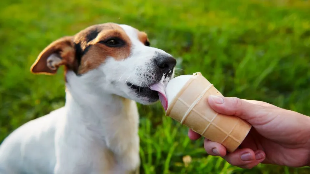Zdjęcie Czy pies może jeść lody? Bezpieczne lody dla psów i zdrowe alternatywy