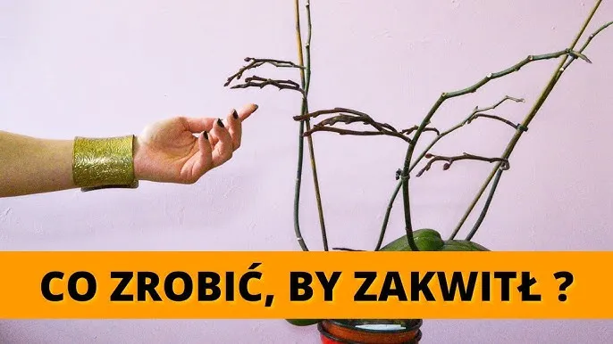 Zdjęcie Dlaczego storczyk nie kwitnie? Oto najczęstsze przyczyny i rozwiązania