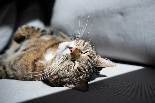 Zdjęcie Warum zittert meine Katze? Ursachen und was Sie wissen sollten