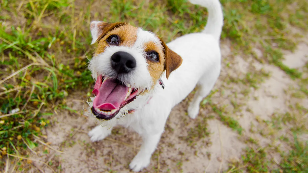 Zdjęcie Warum bellt ein Hund? Die überraschenden Gründe für das Bellen