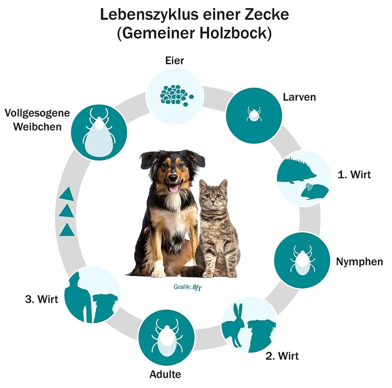 Zdjęcie Wie vermehren sich Zecken? Der überraschende Lebenszyklus erklärt