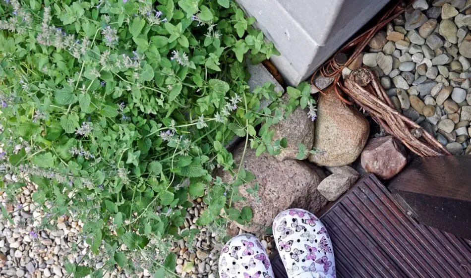 Zdjęcie Skuteczne sposoby na odstraszanie komarów w ogrodzie - sprawdzone metody