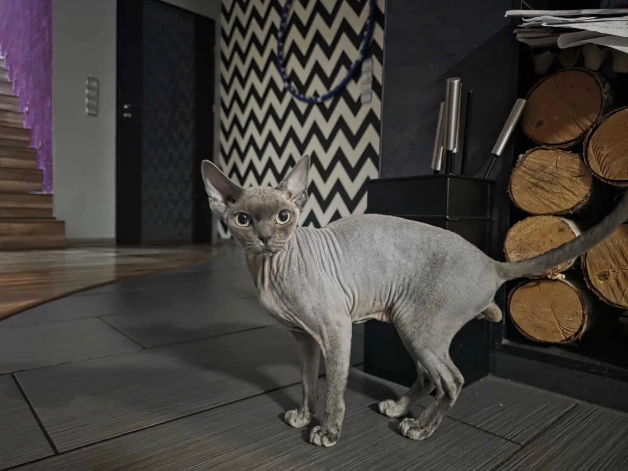 Zdjęcie Niezwykły Devon Rex niebieski: temperament, cena i hodowle w Polsce