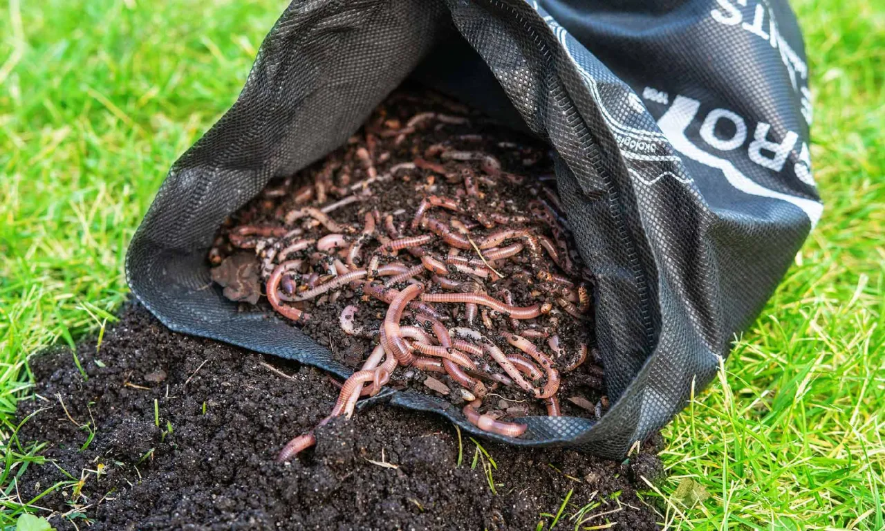 Zdjęcie Jakie dżdżownice wybrać do kompostu: 5 sprawdzonych gatunków