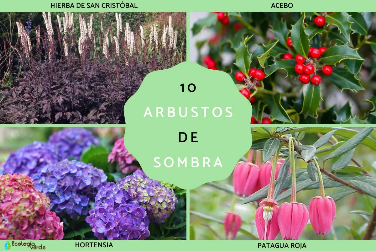 Zdjęcie Arbustos que dan sombra: elige los mejores para tu jardín