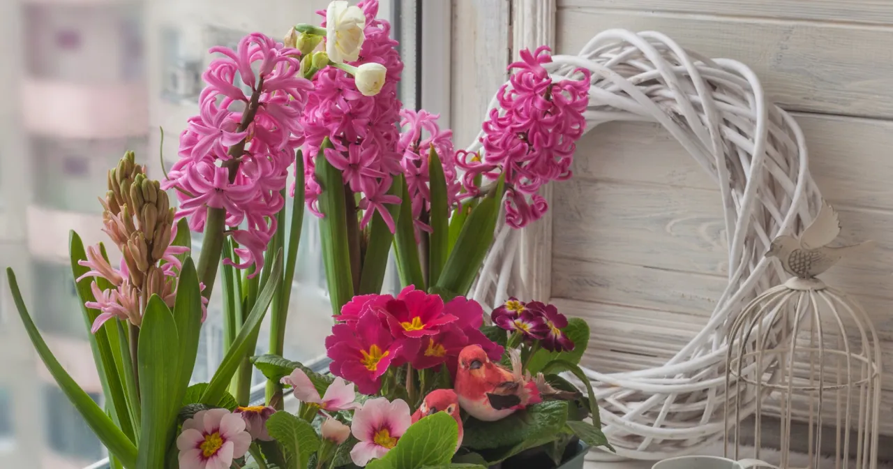 Zdjęcie Jak długo kwitnie hiacynt? Poznaj sekrety długiego kwitnienia