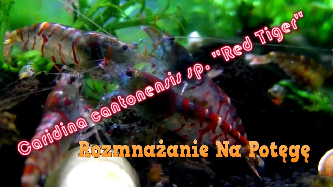 Zdjęcie Jak krewetki się rozmnażają - poznaj sekrety ich reprodukcji