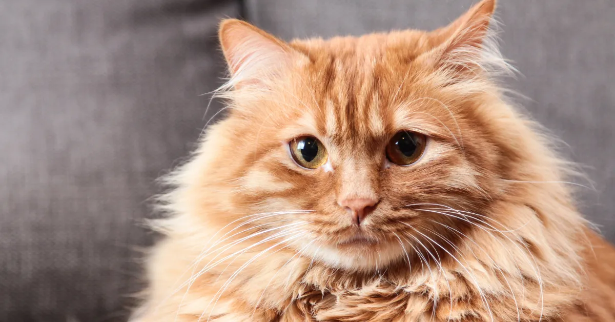 Zdjęcie Koty mają sierść czy włosy? Odkryj różnice i funkcje ich owłosienia