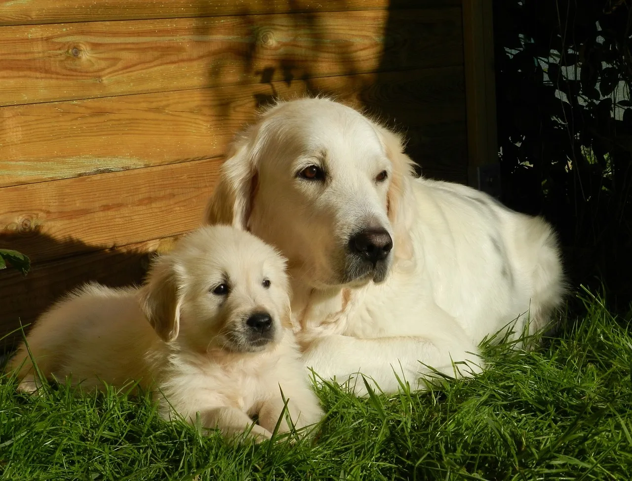 Zdjęcie Ile kosztuje golden retriever z hodowli? Sprawdź ceny i czynniki wpływające na wybór