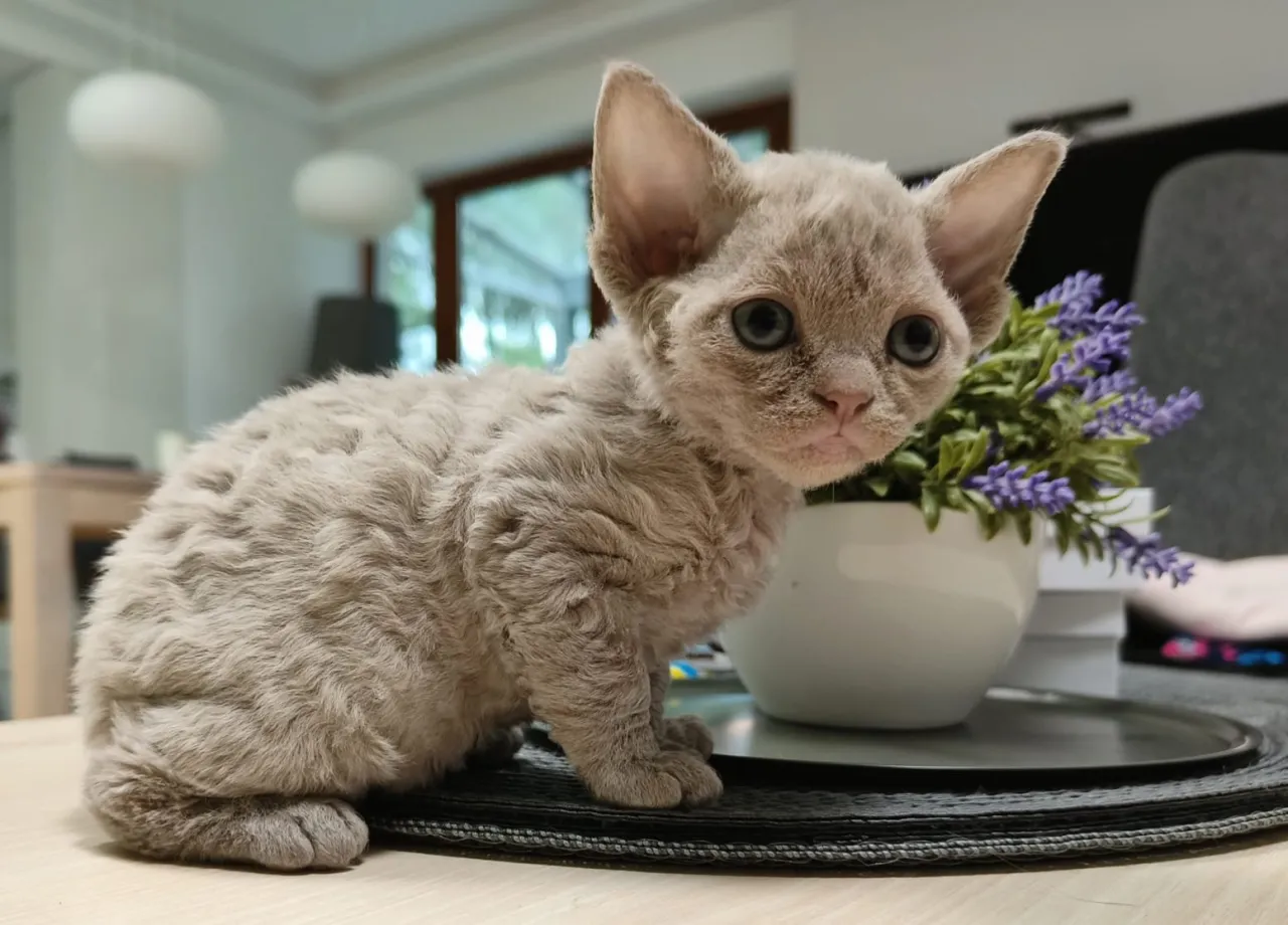 Zdjęcie Najlepsze hodowle Devon Rex w Mazowieckiem - znajdź swojego kociaka