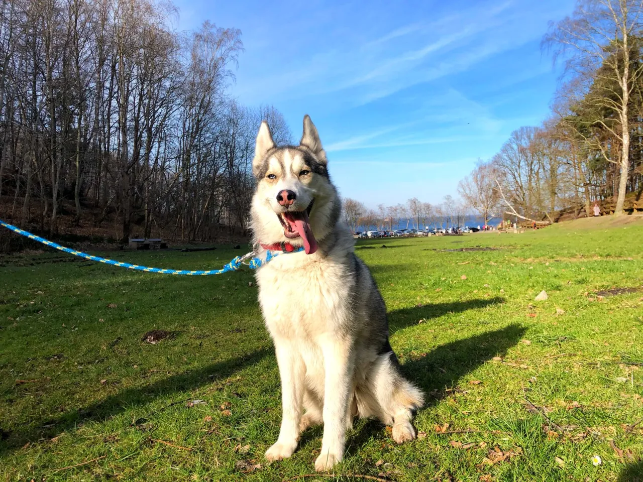Zdjęcie Ile km dziennie potrzebuje husky, aby być zdrowym i szczęśliwym?
