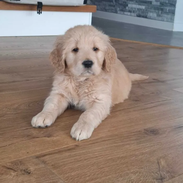 Zdjęcie Gdzie można kupić golden retrievera? Sprawdzone miejsca i porady