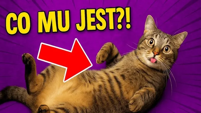Zdjęcie Najlepsze filmy o kotach na YouTube: edukacyjne, zabawne i relaksujące