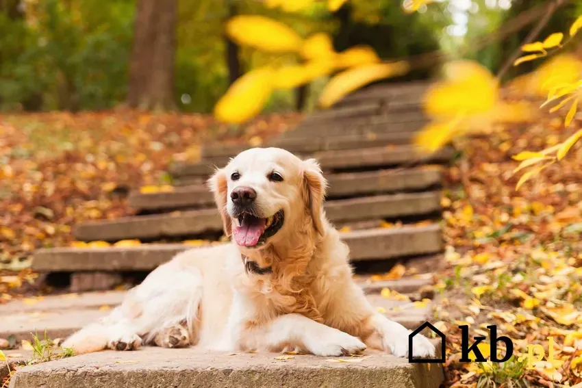 Zdjęcie Ile kosztuje golden retriever z hodowli? Odkryj ukryte koszty!