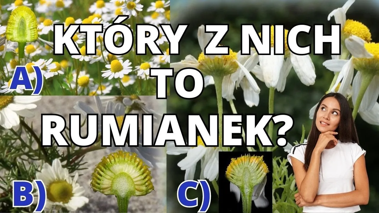 Zdjęcie Jak odr&oacute;żnić rumianek od chwast&oacute;w? Sprawdź zapach i dno kwiatowe!