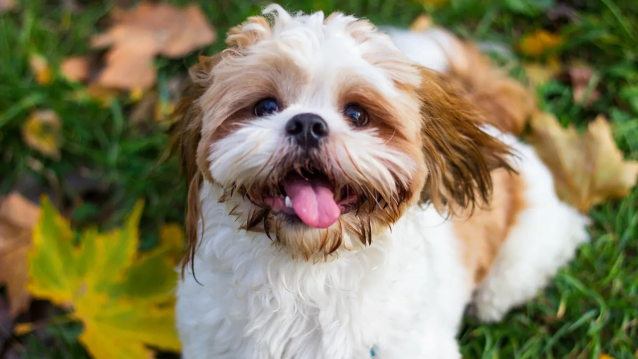 Zdjęcie Shih Tzu ma włosy czy sierść? Odkryj różnice i pielęgnację