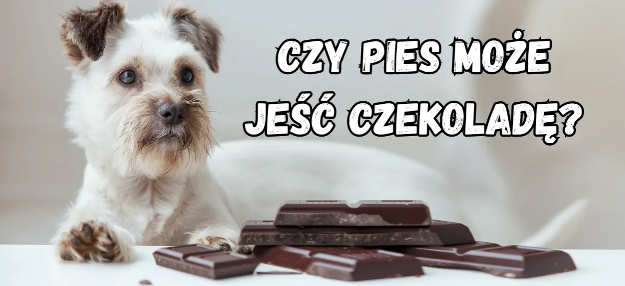 Zdjęcie Czy pies może jeść gorzką czekoladę? Oto, dlaczego to niebezpieczne!