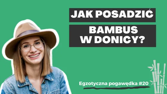 Zdjęcie Jak sadzić bambusa w doniczce, aby uniknąć najczęstszych błędów