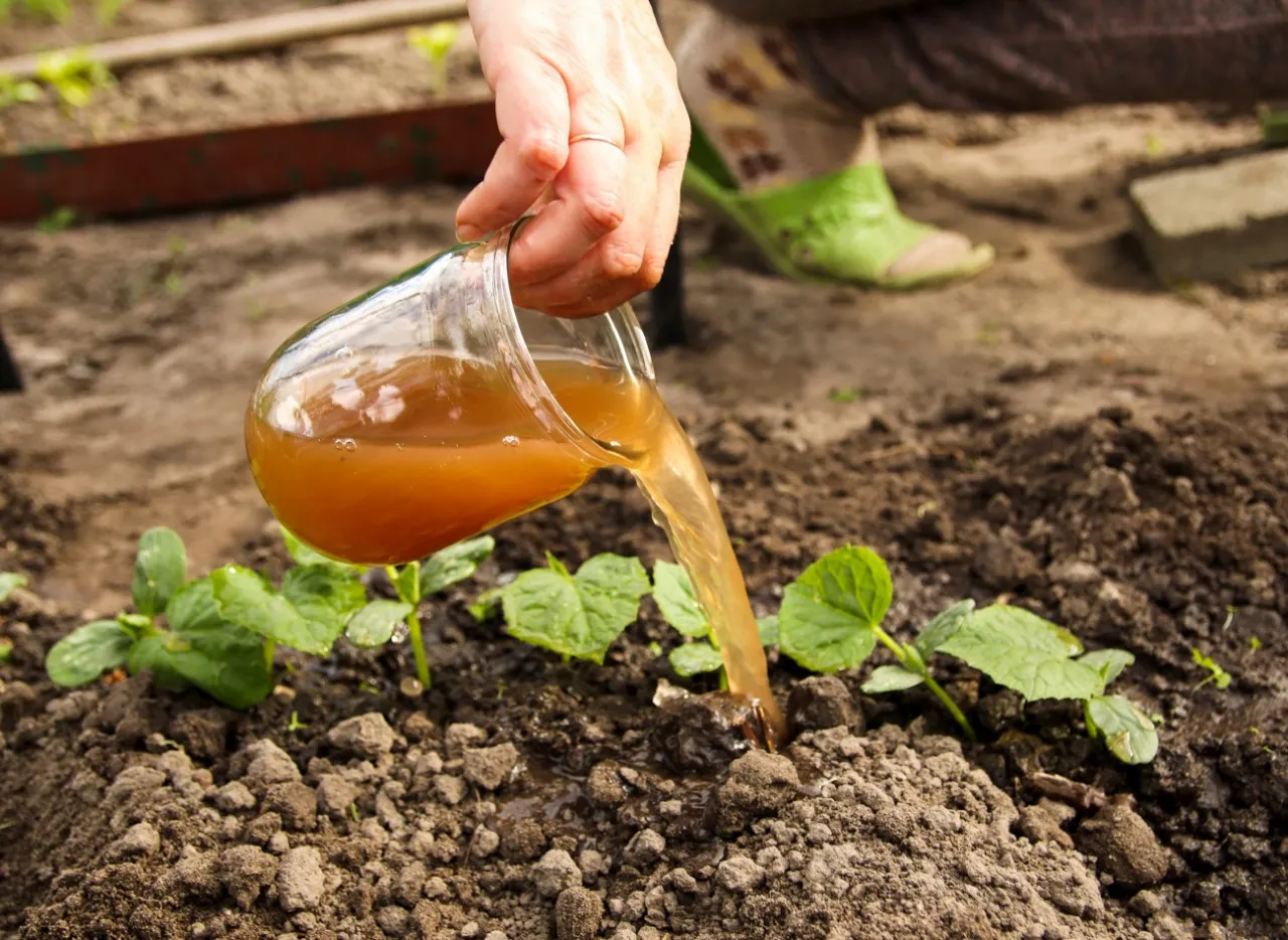 Zdjęcie Jak często podlewać nawozem kurzym, aby uniknąć uszkodzeń roślin?