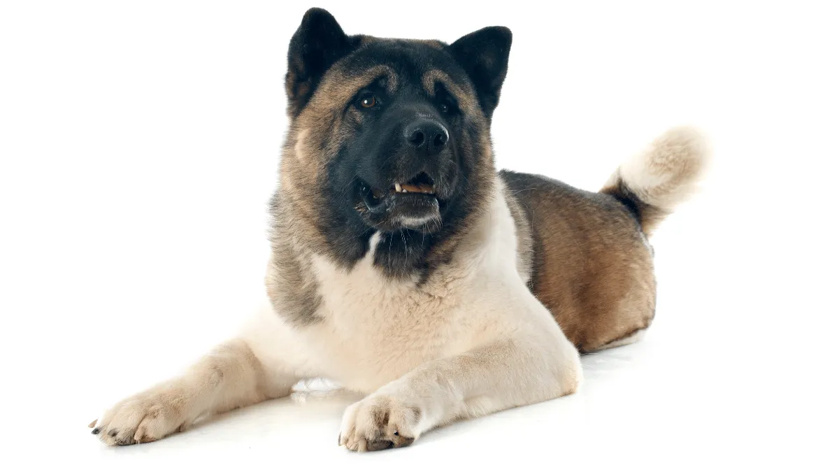 Zdjęcie Akita amerykańska: Ile żyje? Sprawdź kluczowe czynniki długowieczności