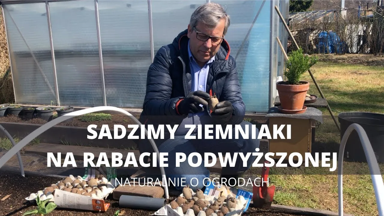 Zdjęcie W jakich odstępach sadzimy ziemniaki, aby uniknąć błędów w uprawie?